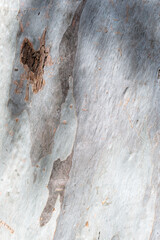 Abstract texture of the bark of a tree.