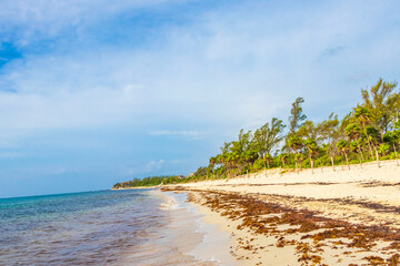 Tropical mexican beach water seaweed sargazo Playa del Carmen Mexico.