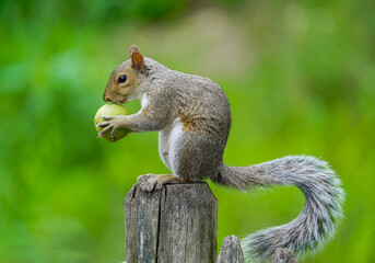 squirrel running with one fresh walnut 