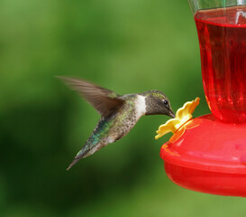 ruby throat hummingbird flying on the nectar feeder - obrazy, fototapety, plakaty