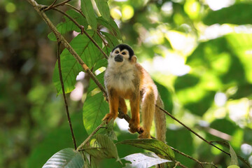 Naklejka na ściany i meble Central American Squirrel monkey (Saimiri oerstedii) perching on a branch in Corcovado National Park, Osa peninsula, Costa Rica