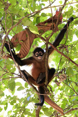 Spider monkey (Simia paniscus) perching on a branch in Corcovado National Park, Osa peninsula, Costa Rica