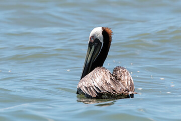 Brown pelican (Pelecanus Occidentalis) Resting on the sea off Corcovado National park, Osa peninsula, Costa Rica