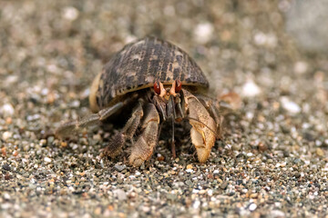Ecuadorian hermit crab (Coenobita compressus) walking on the beach near Puerto Jimenez, Osa peninsula, Costa Rica