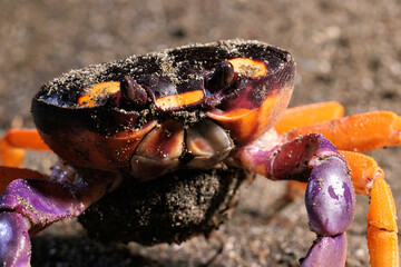 Halloween crab (Gecarcinus Quadratus) on the beach at night near Puerto Jimenez, Osa peninsula, Costa Rica