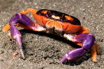 Halloween crab (Gecarcinus Quadratus) on the beach at night near Puerto Jimenez, Osa peninsula, Costa Rica
