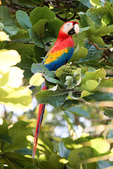 Colored Scarlet macaw (Ara macao) perching on a branch in Puerto Jimenez, Osa peninsula, Costa Rica