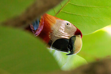 Colored Scarlet macaw (Ara macao) perching on a branch in Puerto Jimenez, Osa peninsula, Costa Rica
