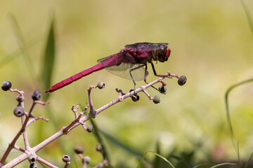 Dragonfly, perching on a branch in Osa peninsula, Costa Rica