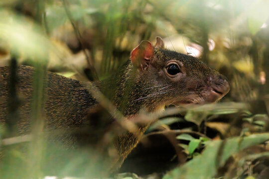 Agouti (Mus aguti) close-up through the leaves in Curi Cancha reserve, Costa Rica