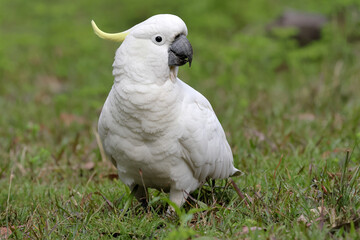 Close up of Australian Sulphur-crested Cockatoo