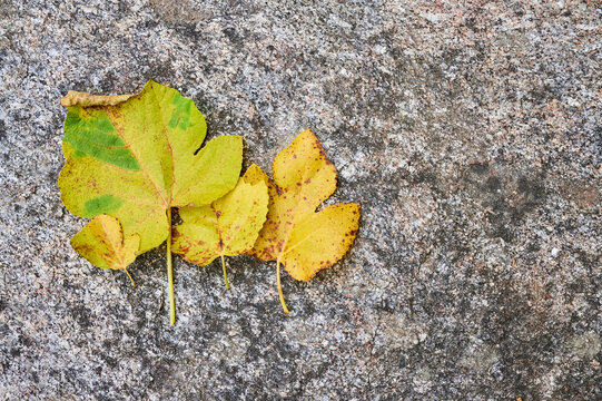 Autumn wallpaper with copy space. Fallen orange leaf from a fig tree in autumn with a granite background.