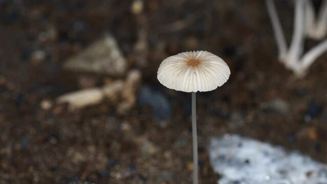 Tokyo,Japan - September 4, 2022: Closeup of Parasola leiocephala or Bald Inkcap
