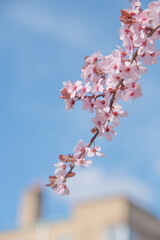 cherry blossom in spring