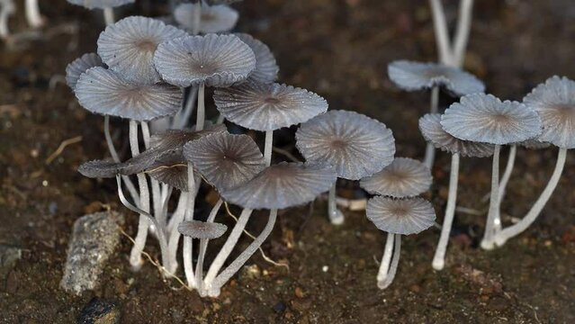 Tokyo,Japan - September 4, 2022: Closeup of Parasola leiocephala or Bald Inkcap
