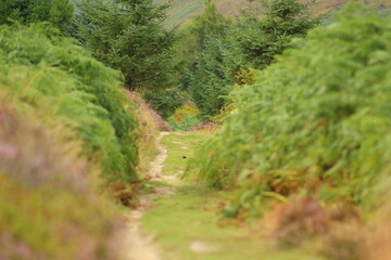 path in the grass