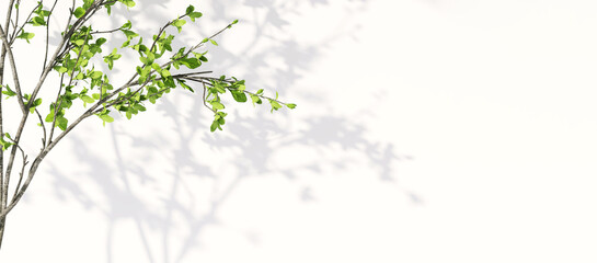 Realistic 3D render white background with beautiful form of tropical green leaves trees under sunlight, foliage leaf shadow on empty blank wall. Space, Banner, Backdrop, Templates, Nature, Natural.