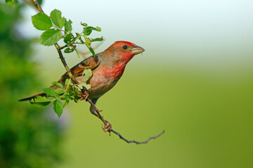 Dziwonia (Carpodacus erythrinus)