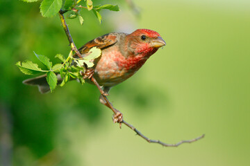 Dziwonia (Carpodacus erythrinus) © Grzegorz