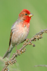 Dziwonia (Carpodacus erythrinus) © Grzegorz