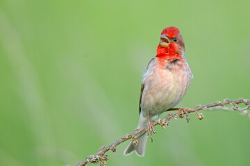 Dziwonia (Carpodacus erythrinus) © Grzegorz