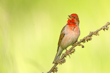 Dziwonia (Carpodacus erythrinus) © Grzegorz