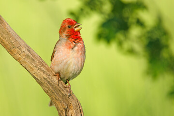 Dziwonia (Carpodacus erythrinus) © Grzegorz