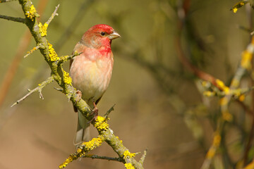 Dziwonia (Carpodacus erythrinus)