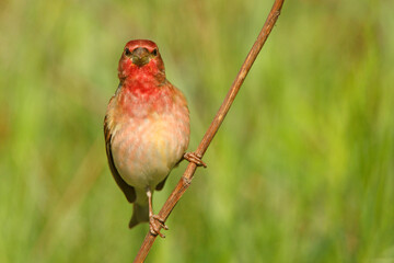 Dziwonia (Carpodacus erythrinus) © Grzegorz