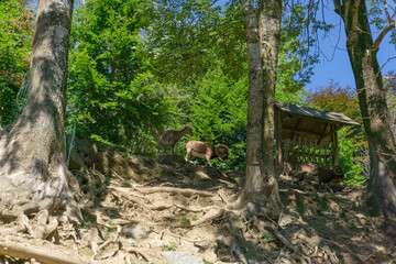Capra pyrenaica in a nature reserve in Girona
