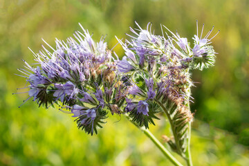 Blooming Phacelia in the garden. Phacelia flowers close-up.