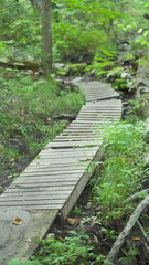 Passerelle en bois, forêt Canada 