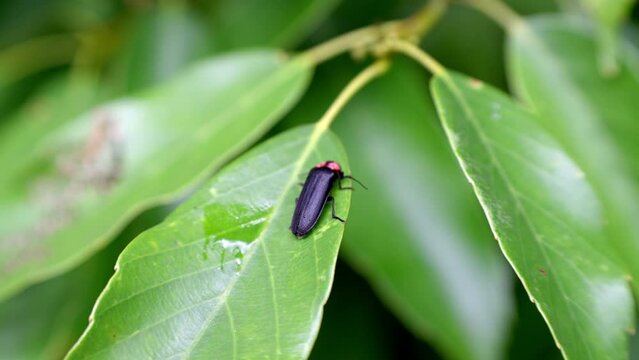 葉っぱの上で眠る昼間のゲンジボタル