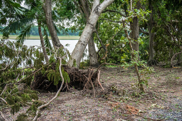 The tree was destroyed by the storm's intensity