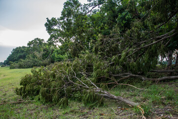 The tree was destroyed by the storm's intensity