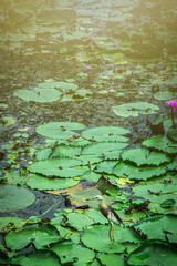 beautiful bird Standing on lotus , Lotus in the lotus lake