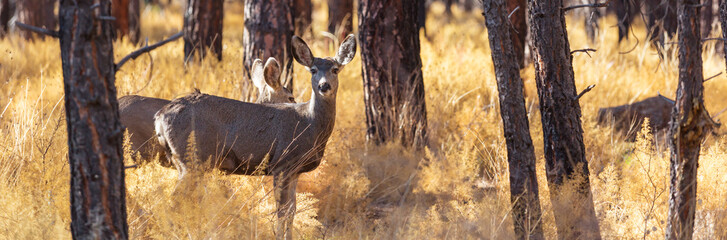 Deer in autumn forest