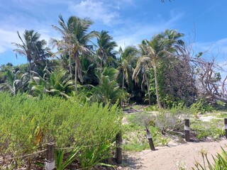 palm, palms, nature, mexico, tulum, 