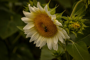 Close-up of Sunflower with bumblebee