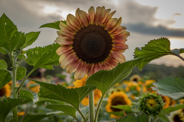 A summer evening at a Sunflower field