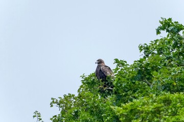お気に入りの木でのんびりくつろぐイヌワシ成鳥