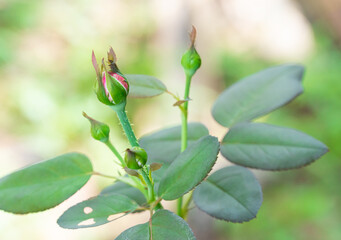 Rose buds. 4 bouquets of pink cultivars are blooming. Welcome the light in the morning.
