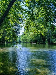 river in the forest