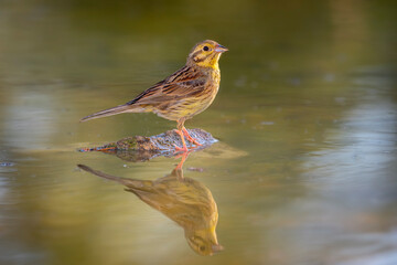 cirl bunting female drinking perched on a stone