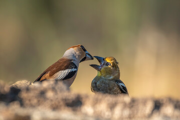 male grosbeak perched on a branch