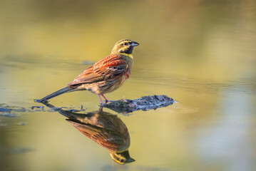 cirl bunting male drinking perched on a stone