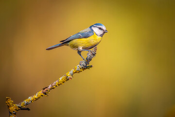 blue tit perched on a branch background out of focus