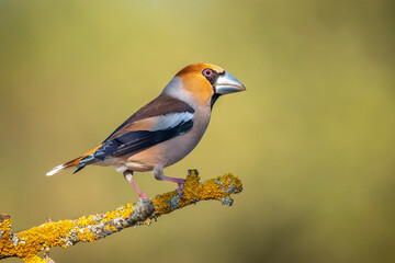 male grosbeak perched on a branch