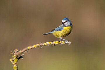 blue tit perched on a branch background out of focus