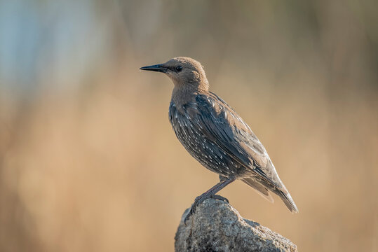 young starling perched on a stone